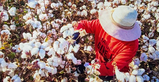 Les fibres naturelles